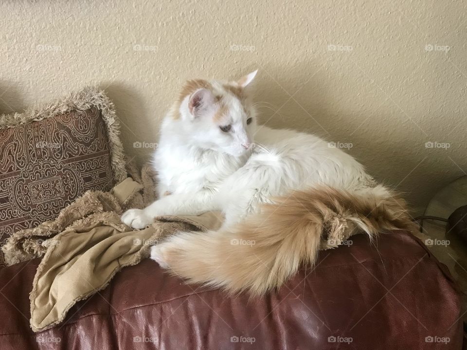 Resting with blanket and a fancy tail