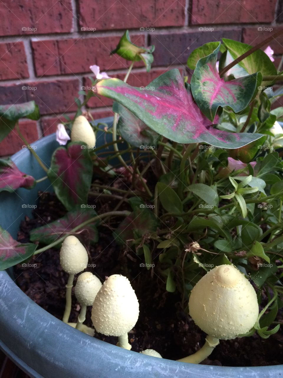 Strange Mushrooms . Found these mushrooms in my flower pot 