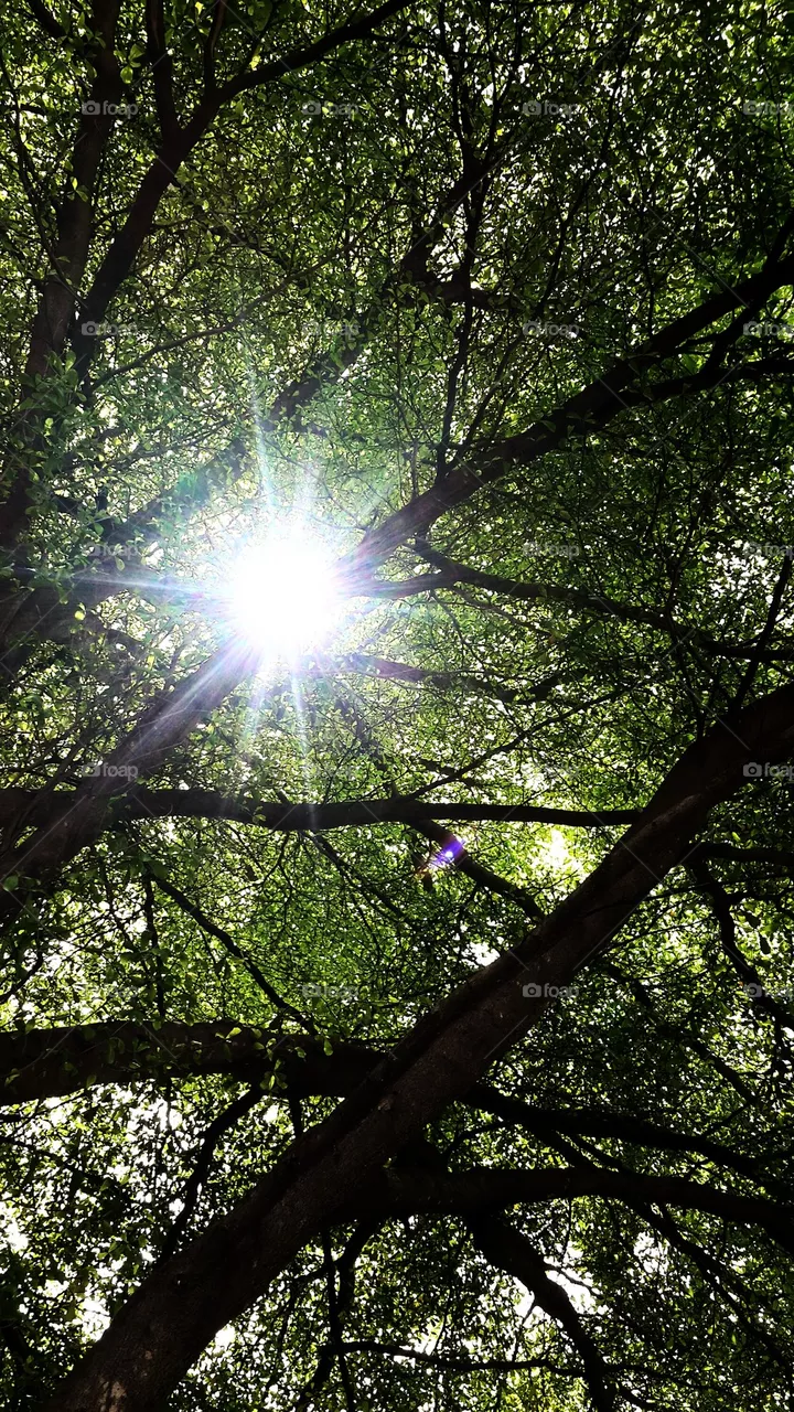 tree