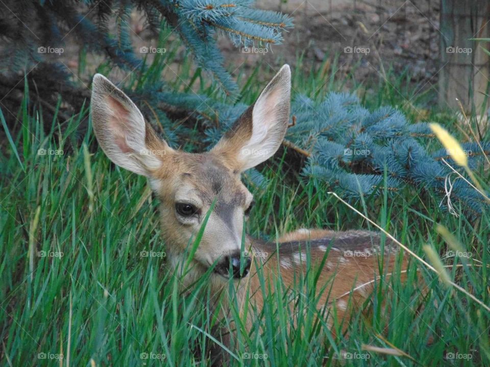 Fawn hiding in the tall grass. 