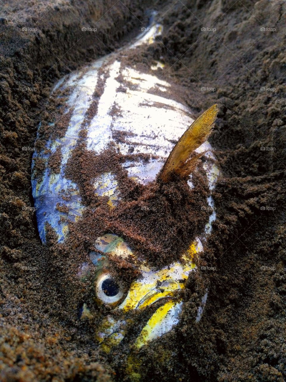 beautiful died fish