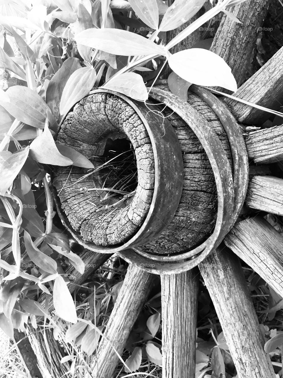 Black and white of an old wagon wheel 