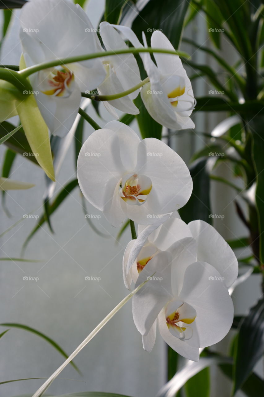 White orchids 