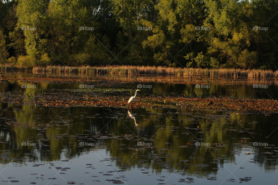 Crane in lake