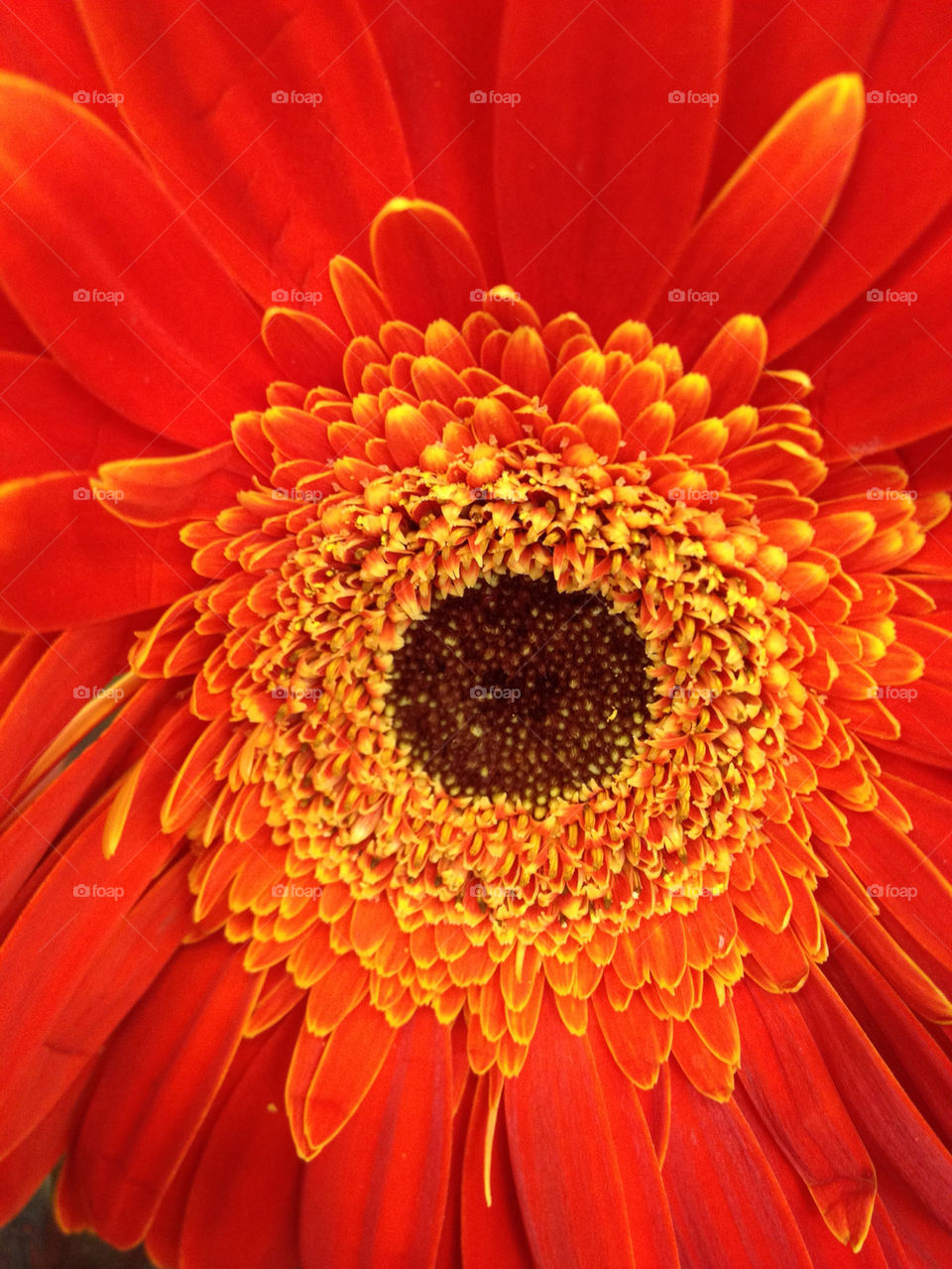 happy flower orange beautiful by sandralee