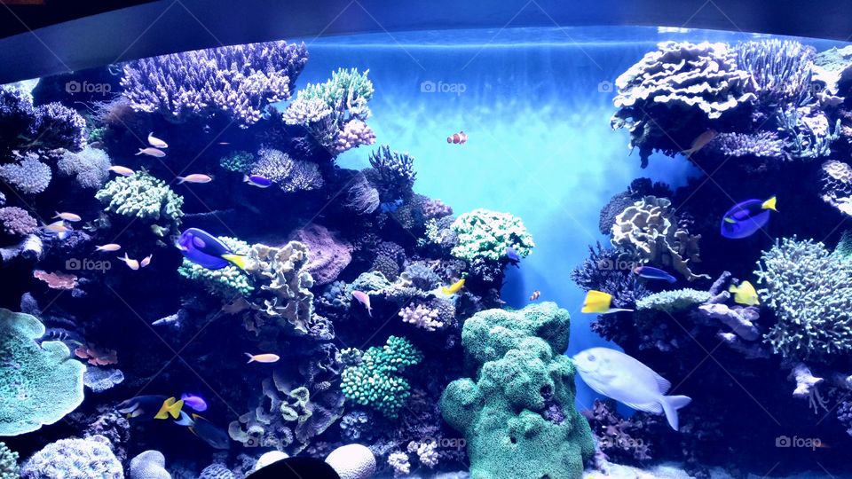 coral exhibit at the Aquarium