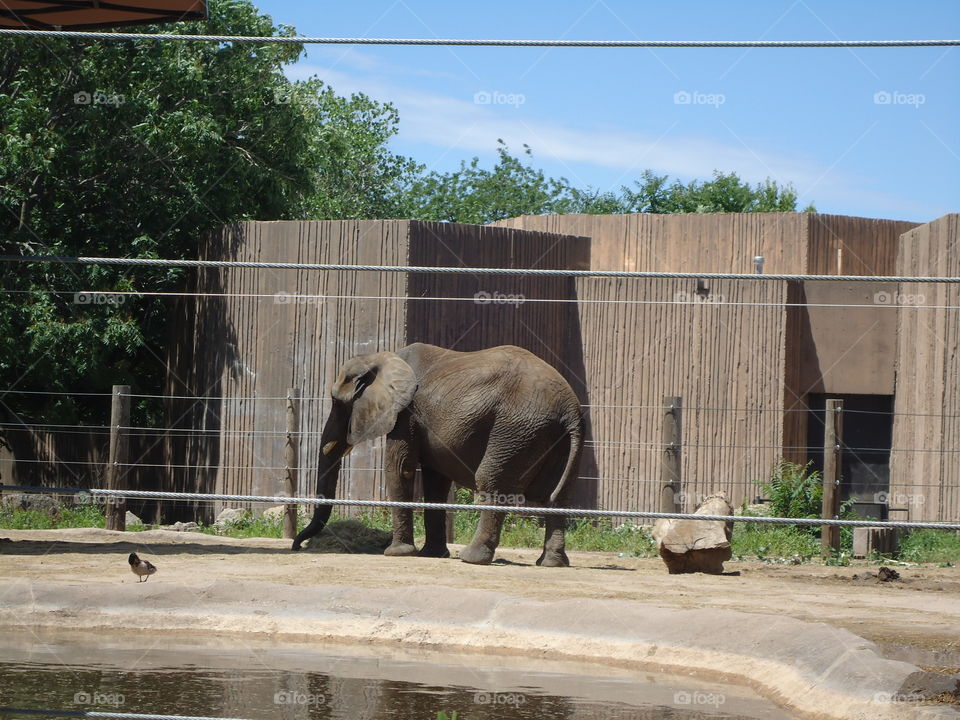 Elephant at Zoo