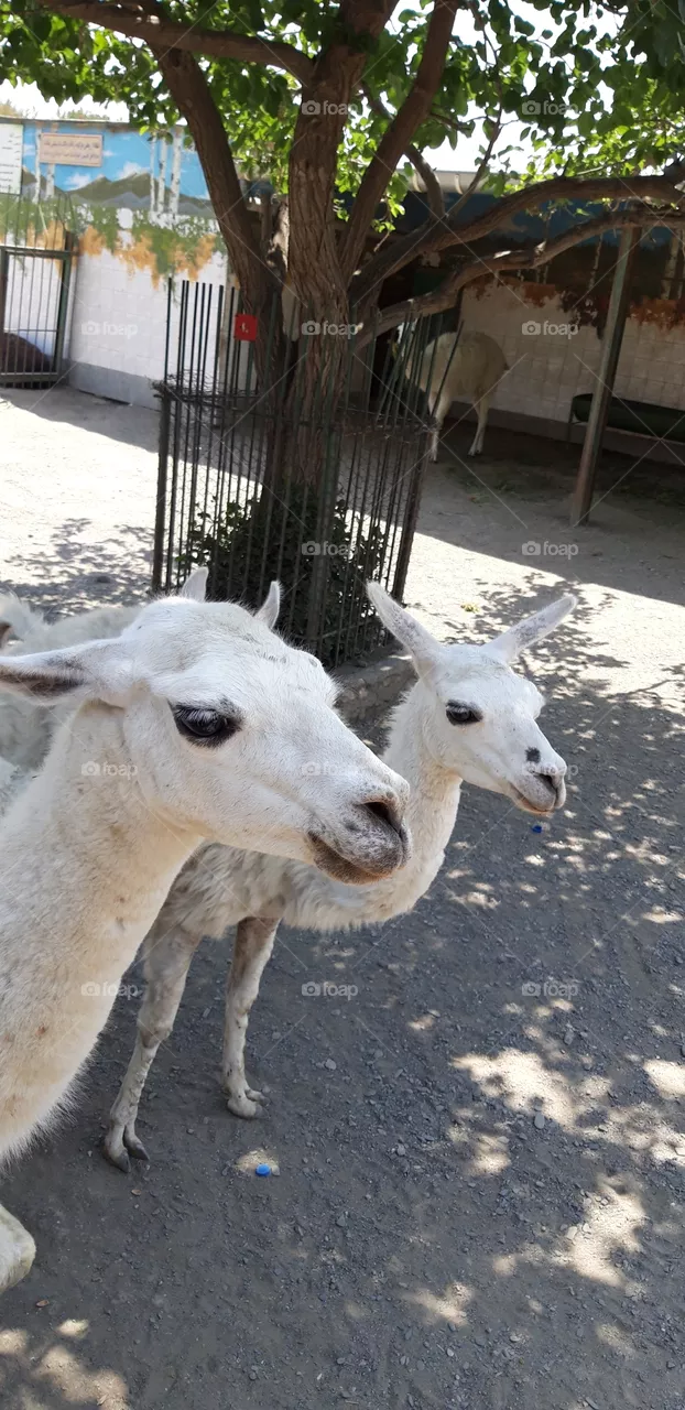 zoo