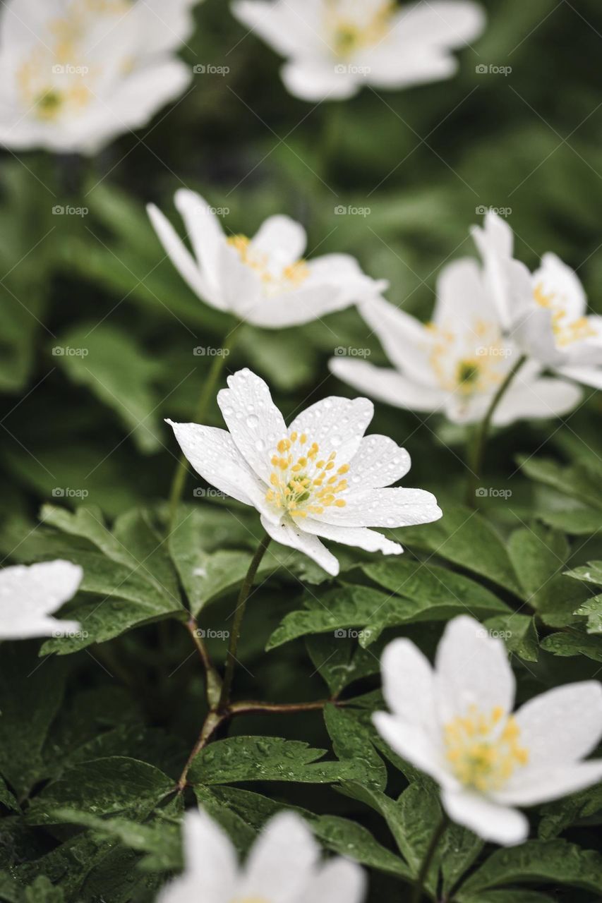 Closeup or macro of flowers 