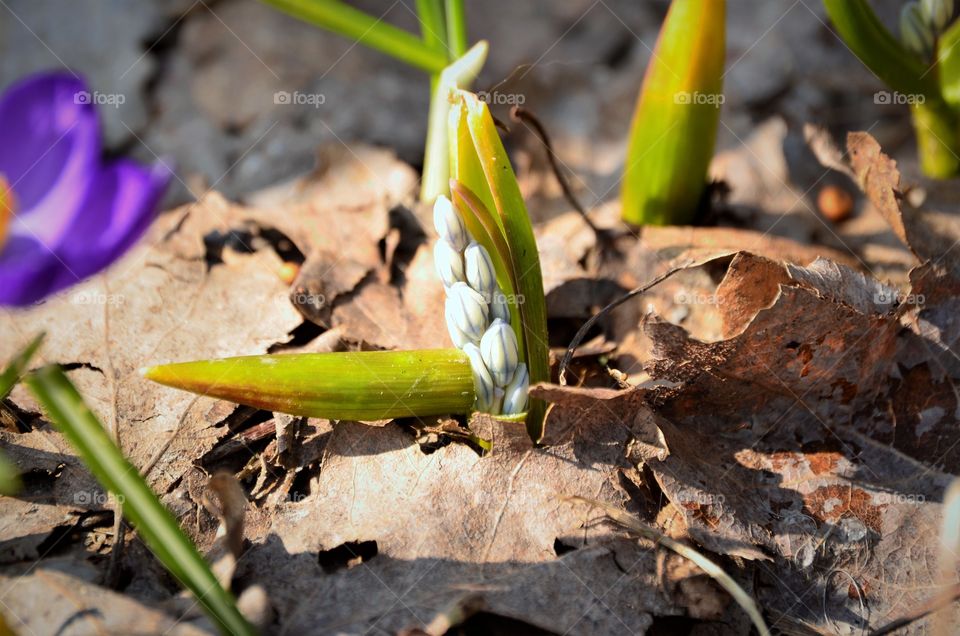 Flowers in the garden
