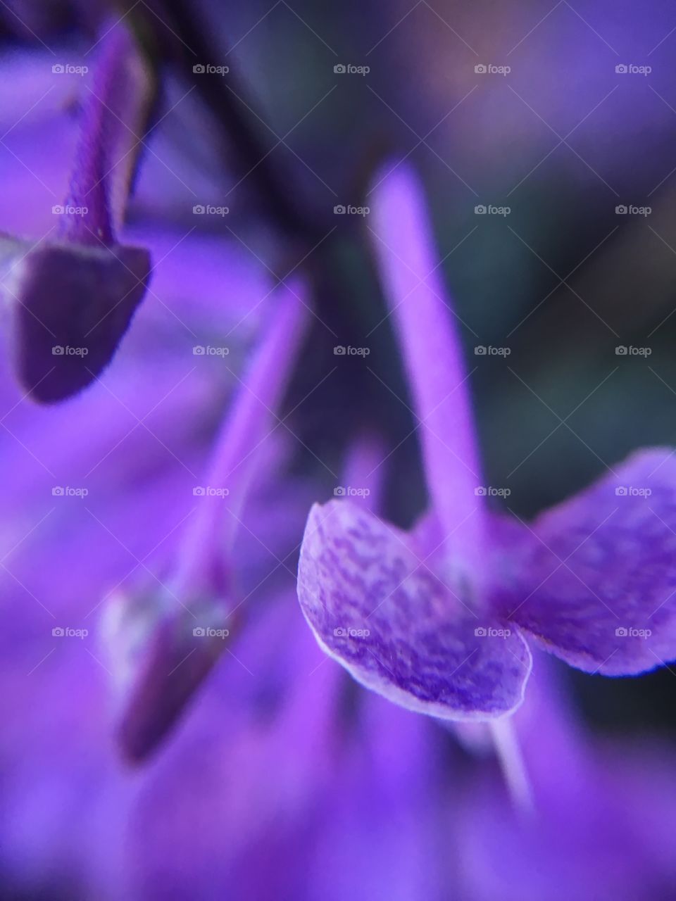 Purple flowers closeup