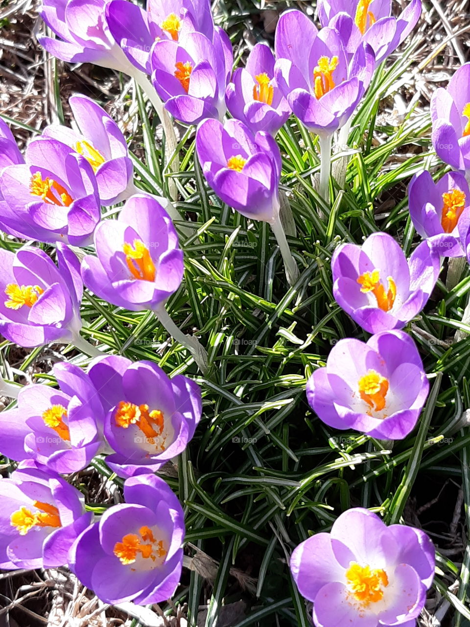 Beautiful Purple Crocus!