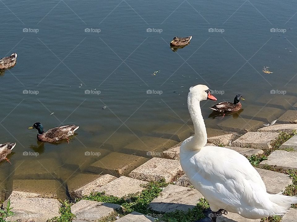 Mallard duck with swan