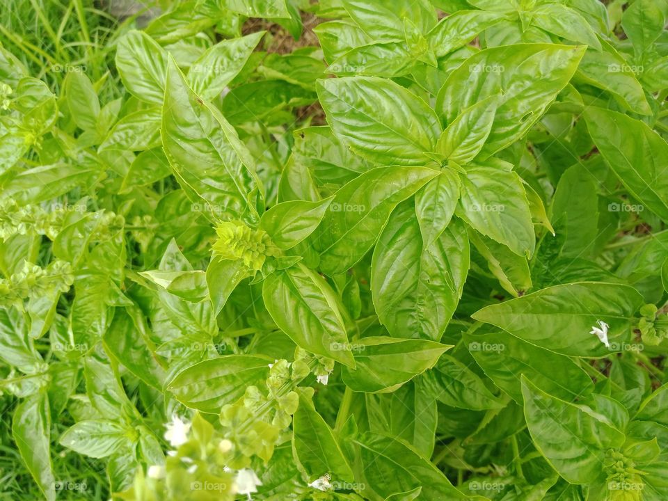 Sweet Basil, Genovese Basil, with some it's white flowers