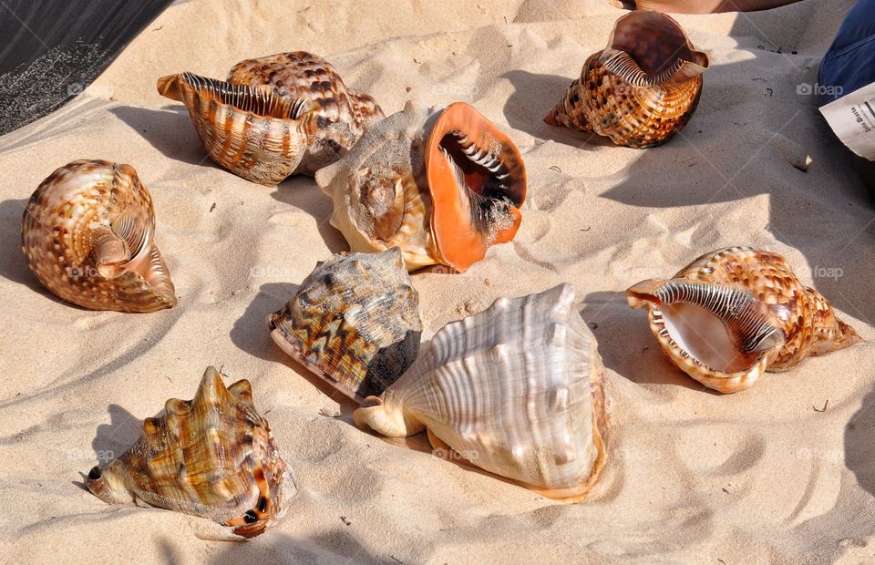 Conch shells on beach in Dominican Republic