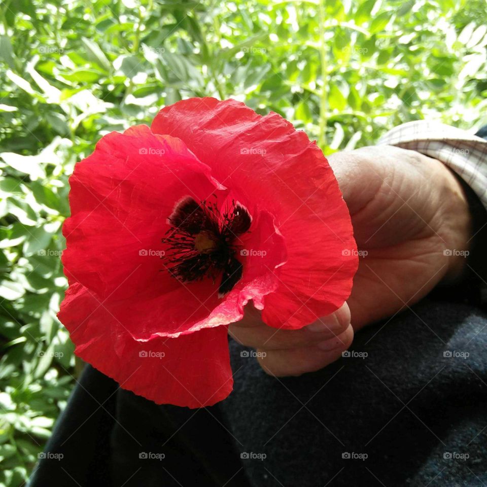 Beautiful red flower.