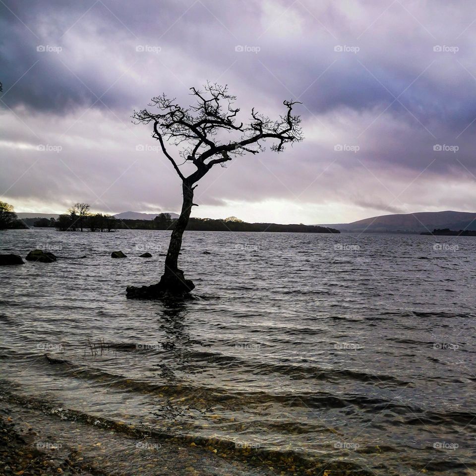 Lone tree in water