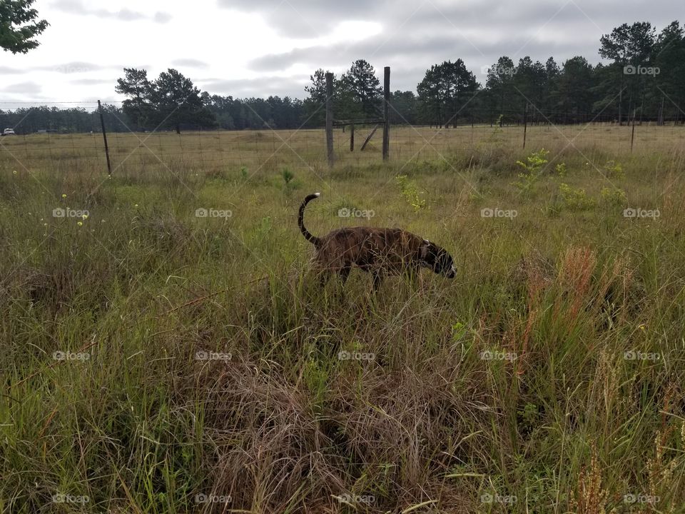 hunting dog