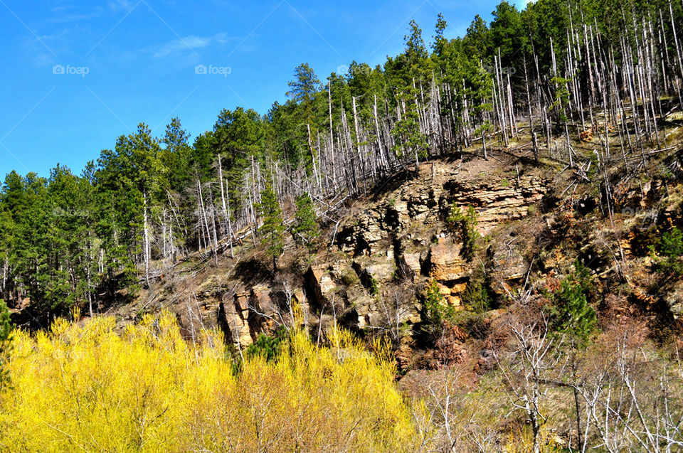 deadwood south dakota trees black hills by refocusphoto