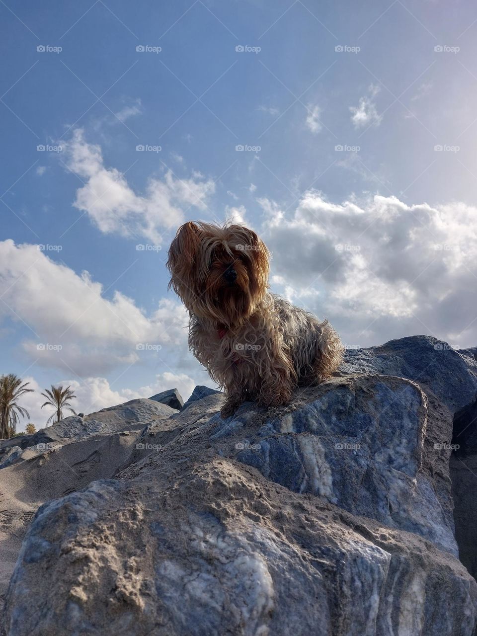 Yorkshireterrier