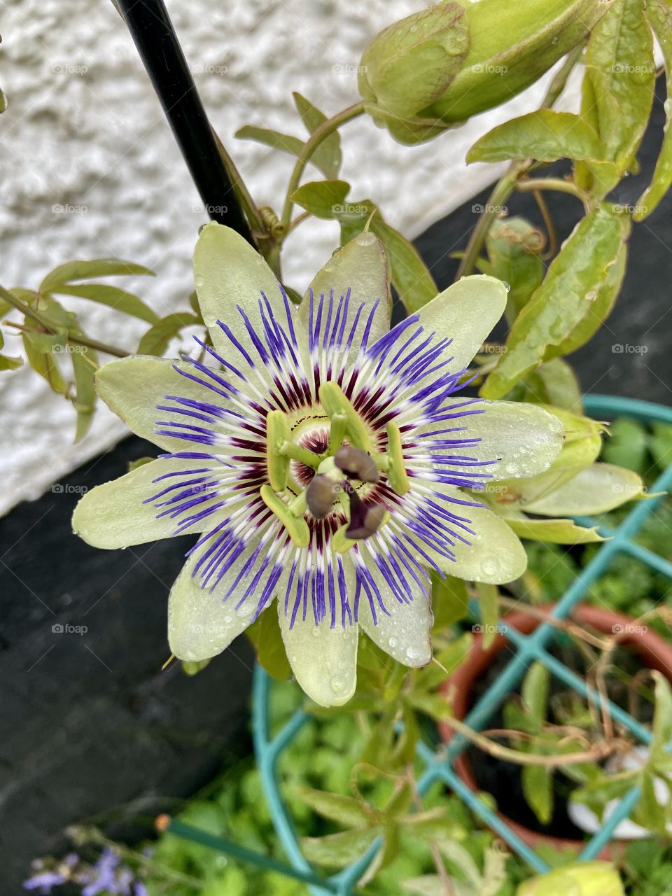 Passion Flower - from my garden last year in 2020!  My first ever plant I grew in my first ever forever home 🏡 🪴