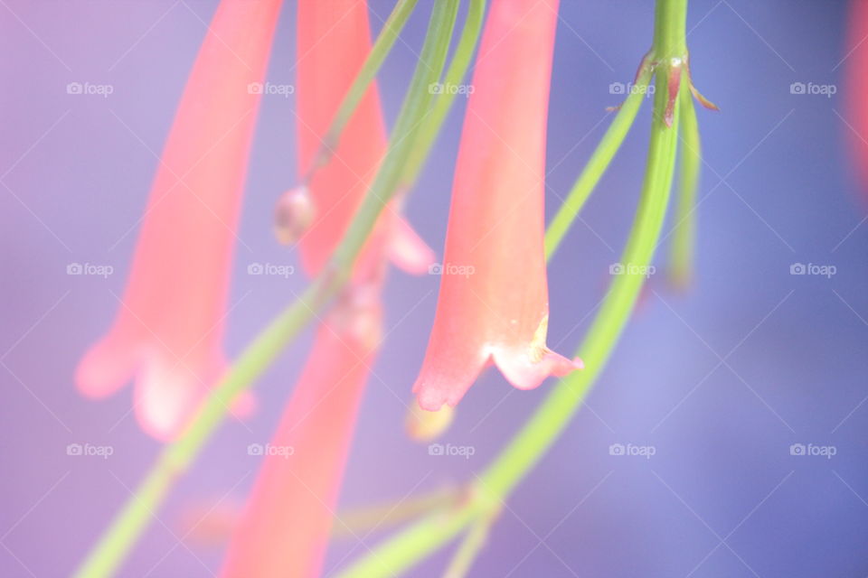 Flame bush flower