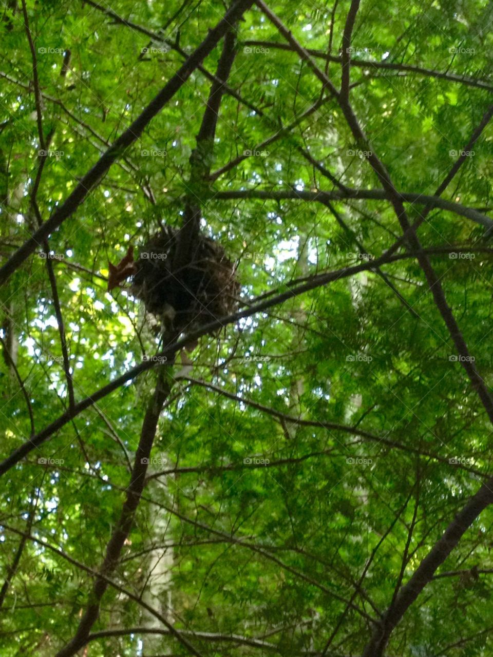 A squirrels nest