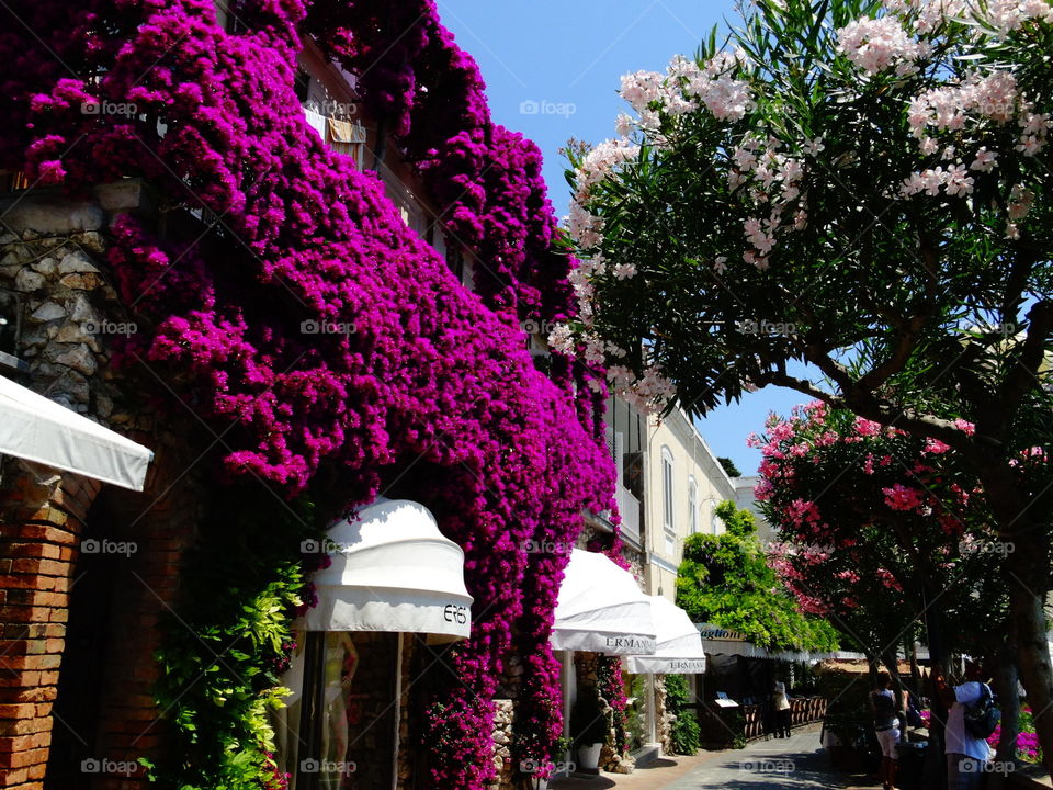 An Italian urban garden along the cobbled streets of Capri. 