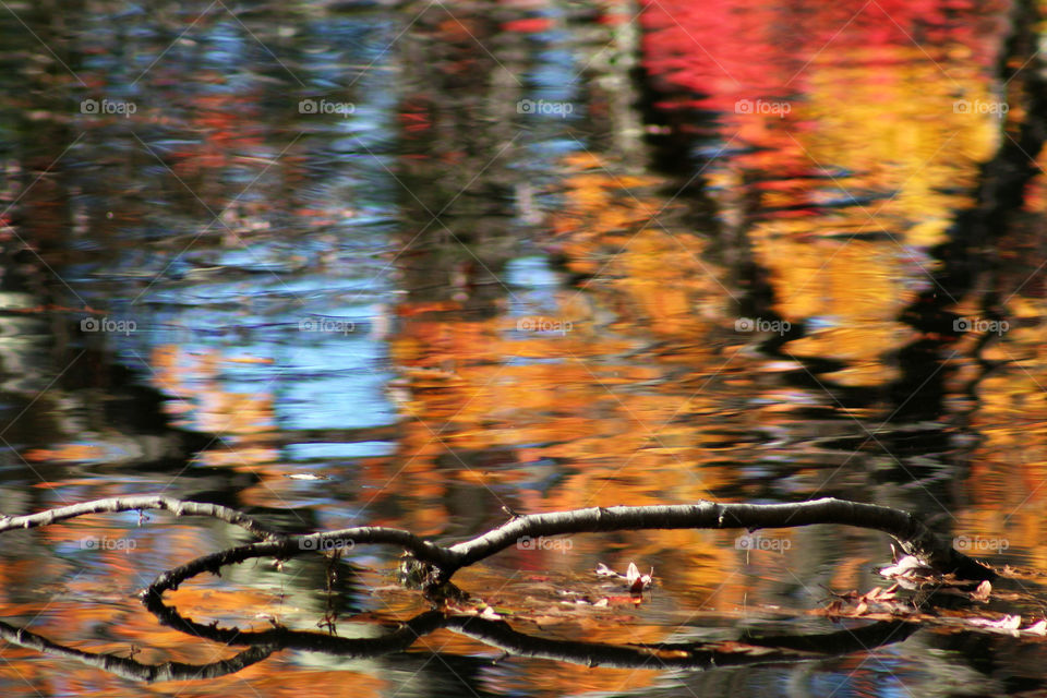 Autumn reflection. Water reflection of autumn leaves