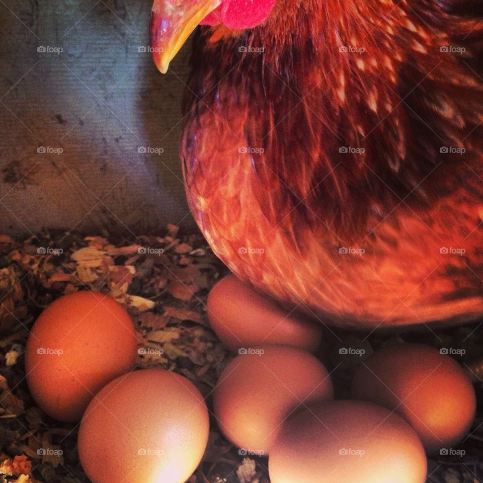 Chicken and the eggs