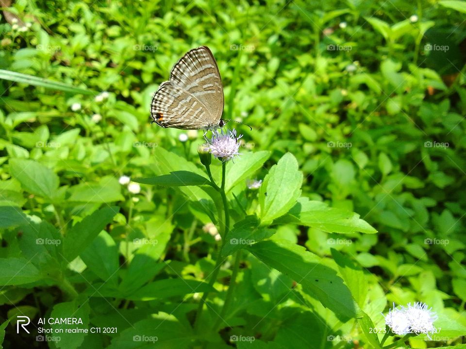 Sri lanka beautiful butterflies