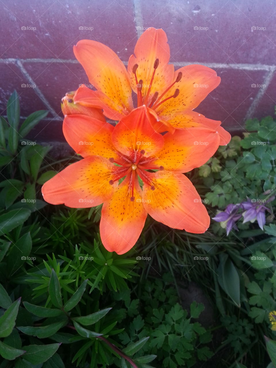 Orange Flower. Orange Flower