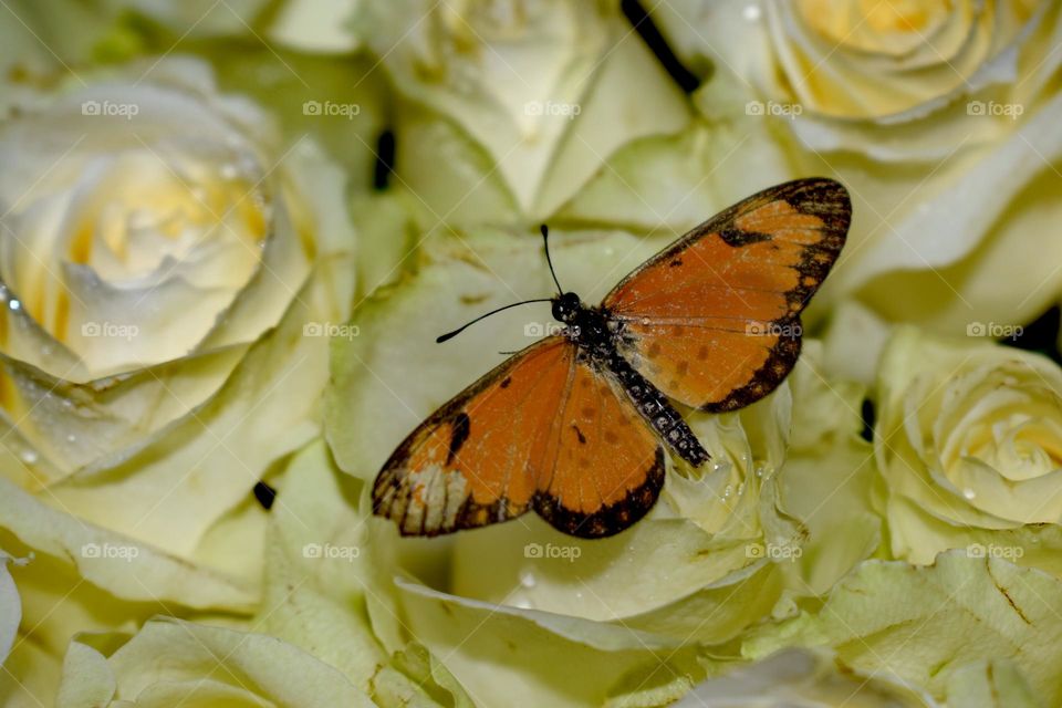 Butterfly on a rose