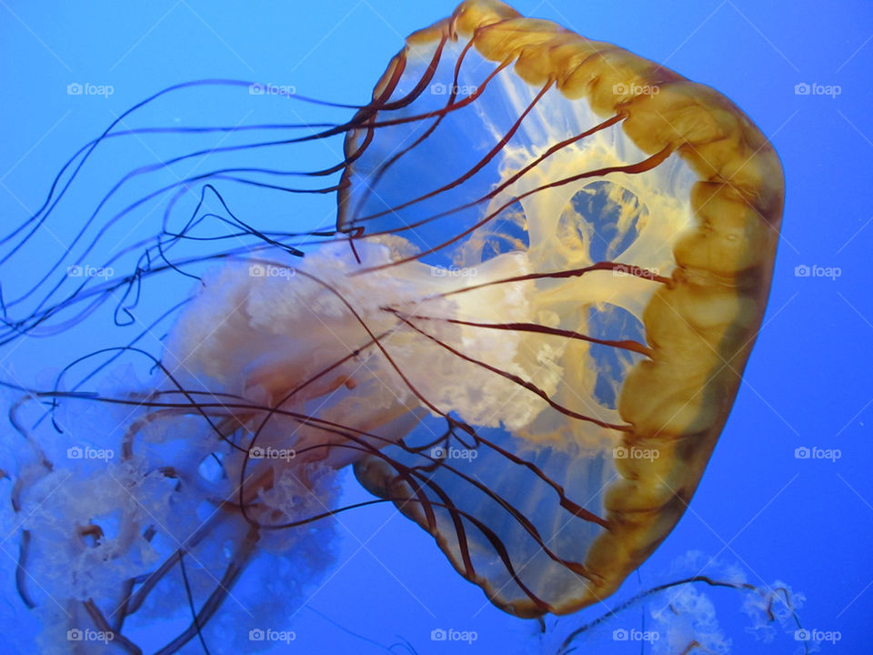 sea aquarium jellyfish floating by _maximus_