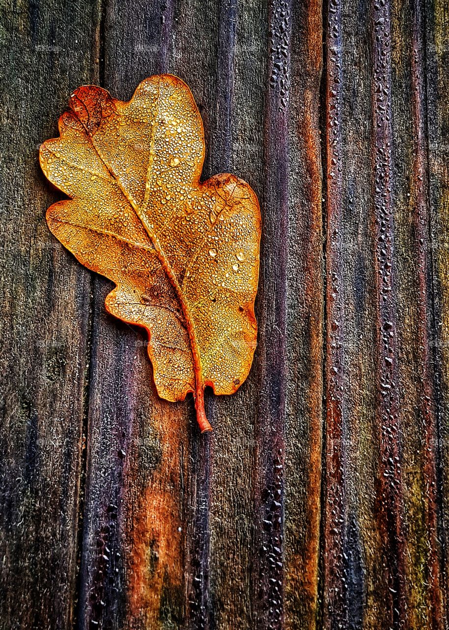 Fallen oak leaf with dew drops on a well used bench