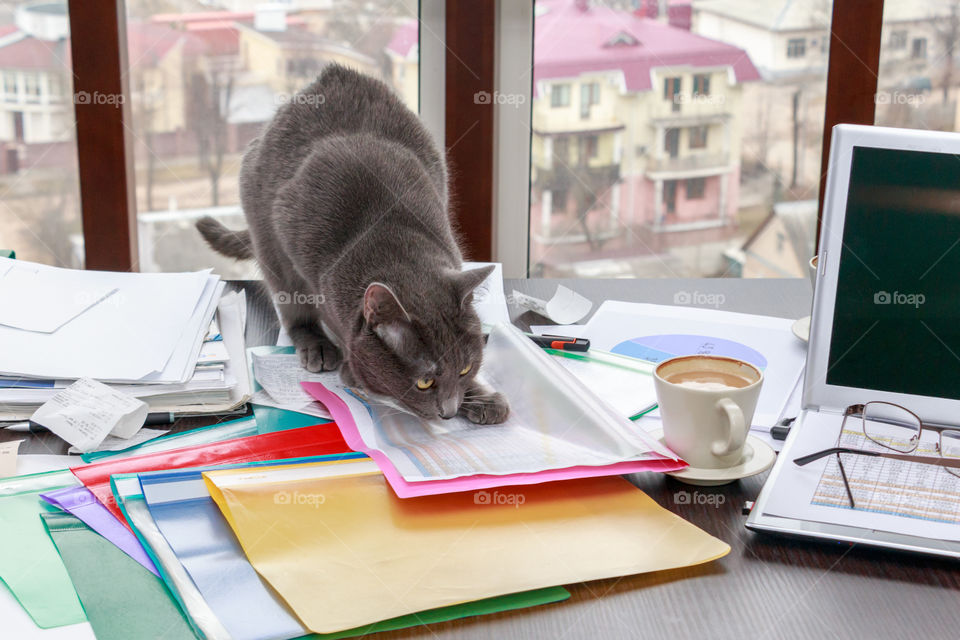 cat on the messy desk