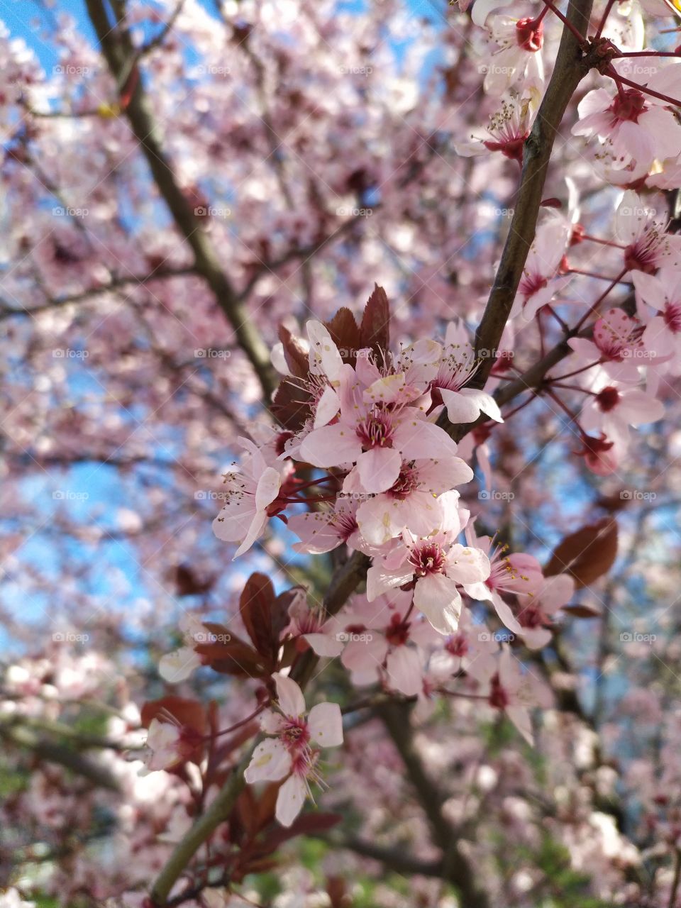 Rose Plum Tree Blossoms and Blue Sky