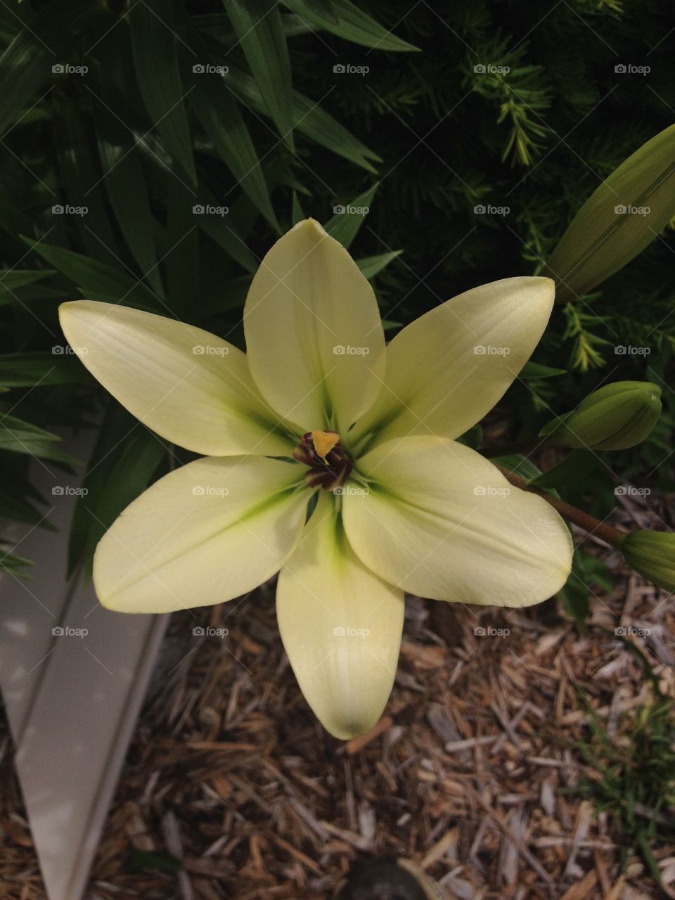 Lily flower. A blooming Lily
