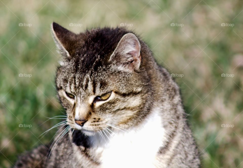 Grey tabby watching the birds and enjoying a sunny day 