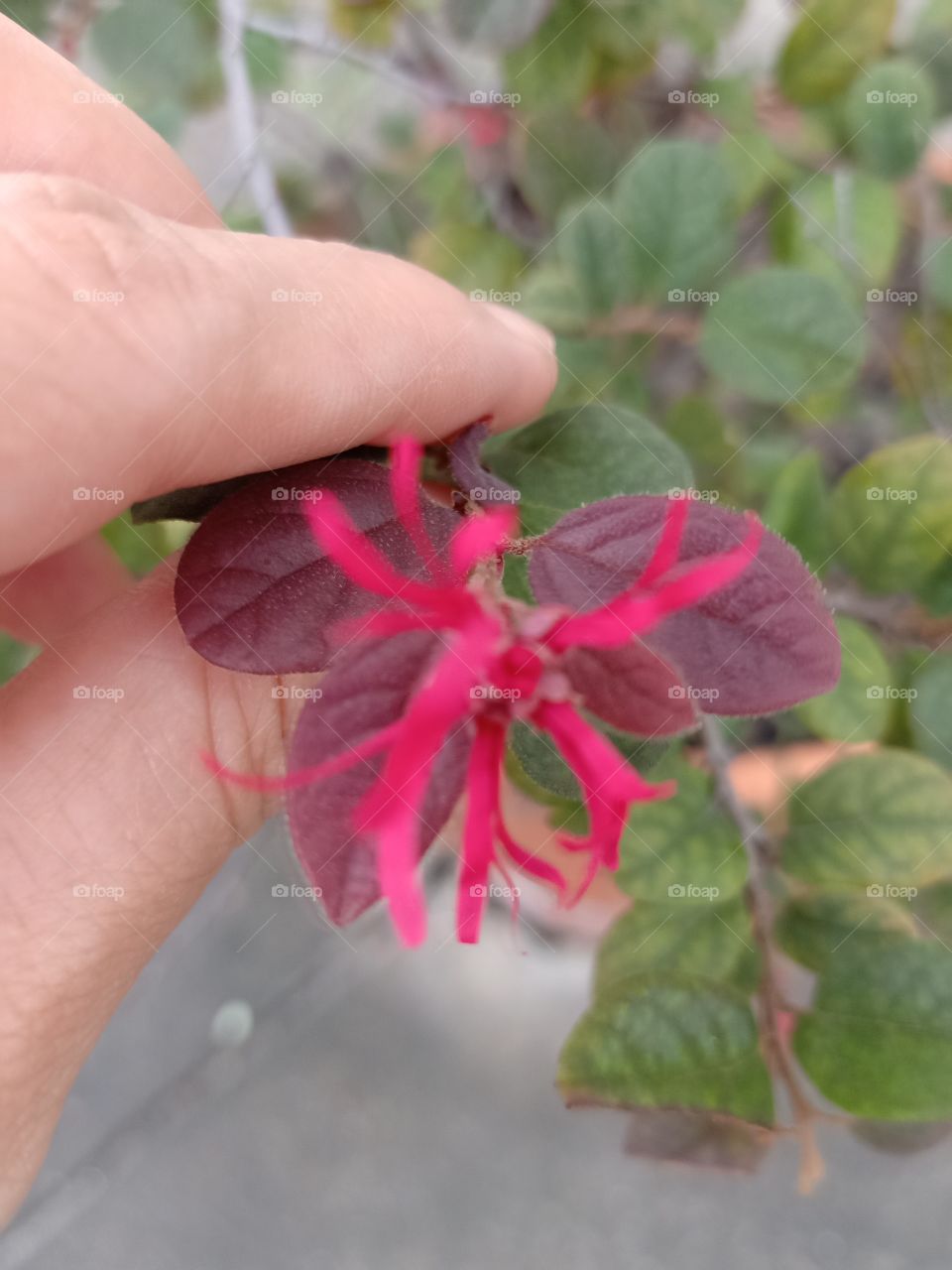 Beautiful Red Flower