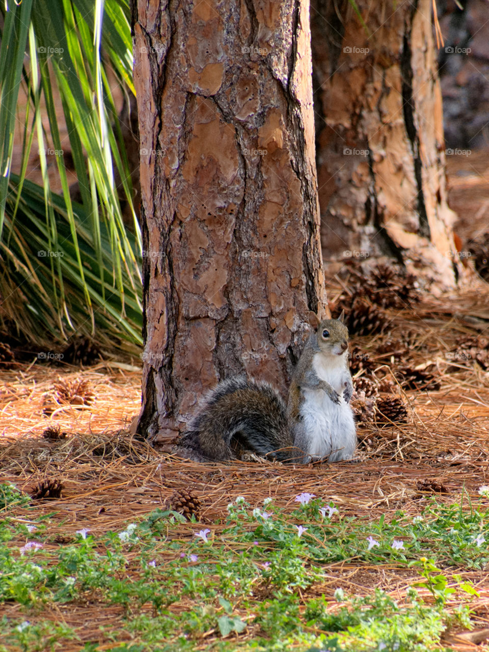 Upright. Grey squirrel standing upright at base of tree