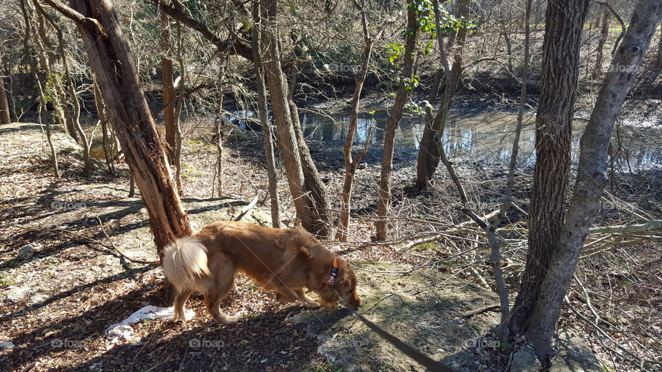 Golden Retriever Dog in Forest with Pond