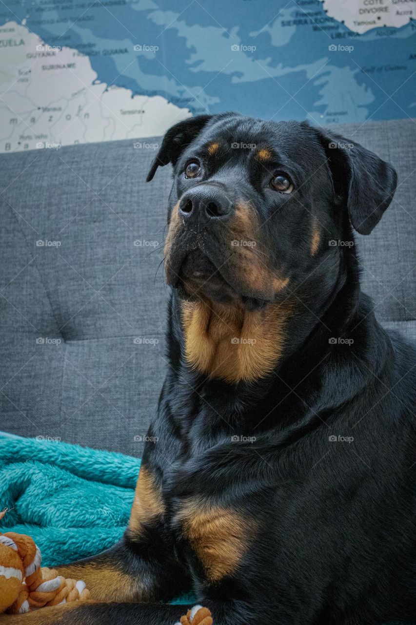 Ellie the Rottweiler, the cutest dog.