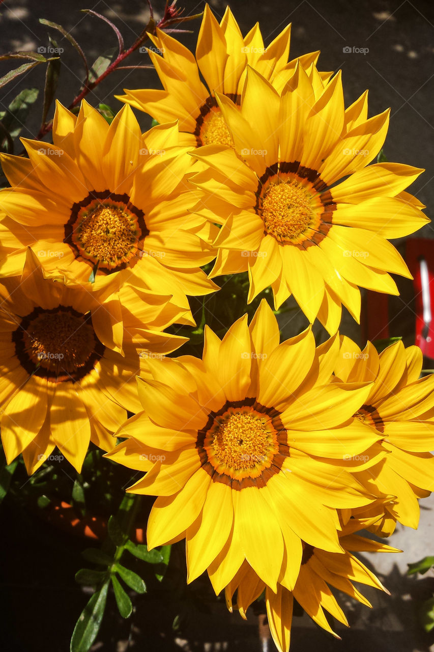 Yellow flowers