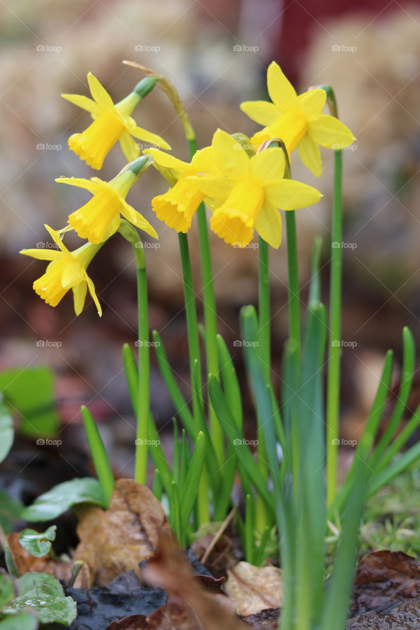 Spring, daffodils in my garden, 