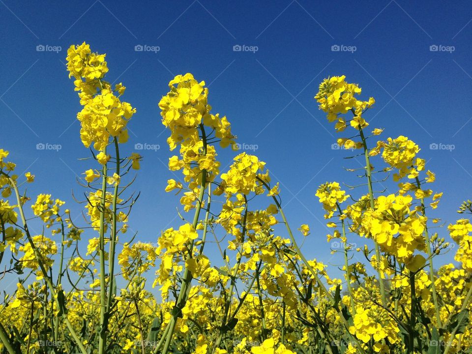 Mustard field