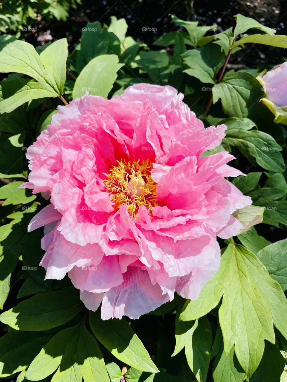 Tree Peony - This huge semi-double flower creates a stunning show on this classic shrub. The petals have a silky, ruffled appearance against crisp green foliage. 