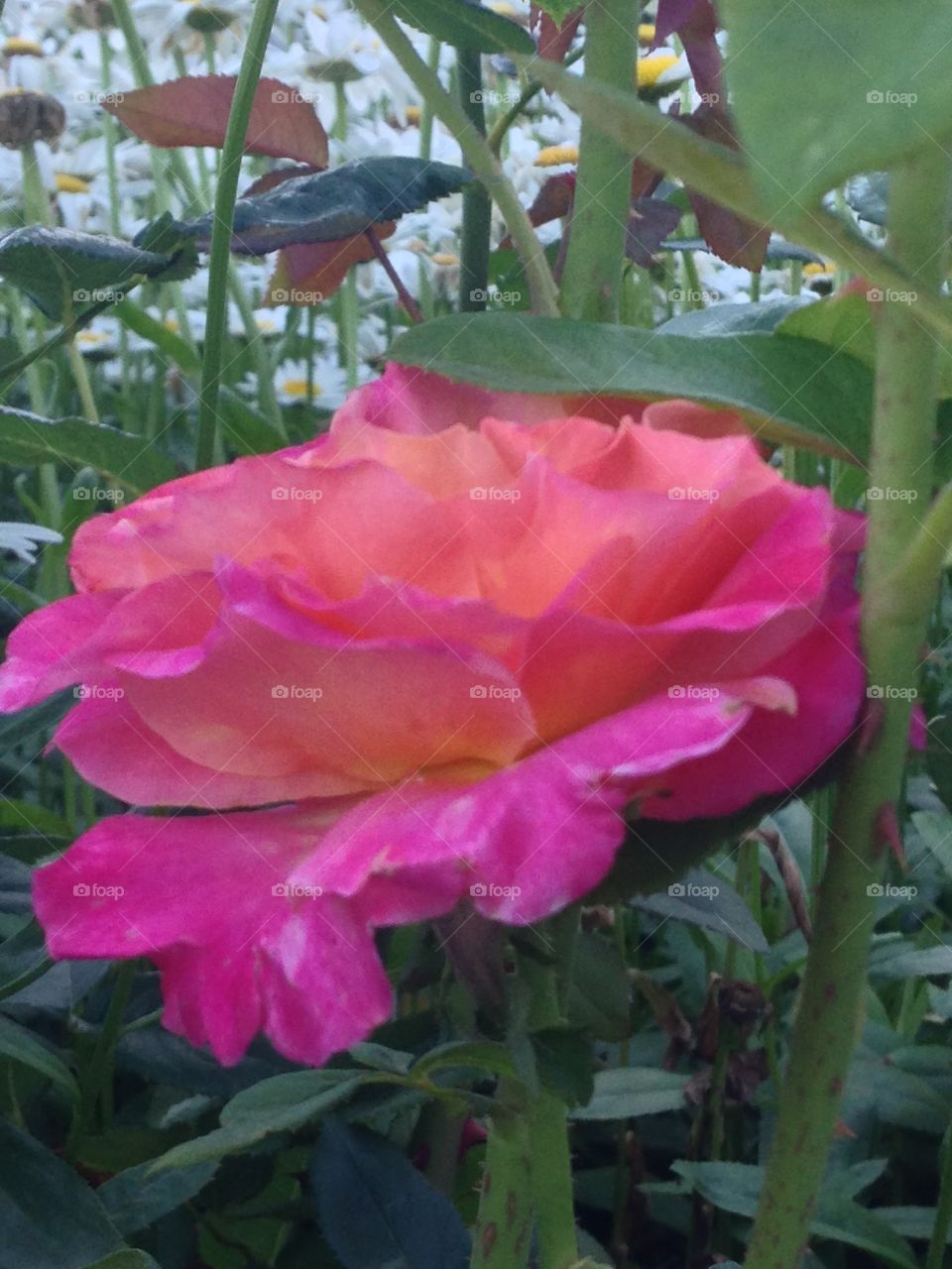 Beautiful pink rose  