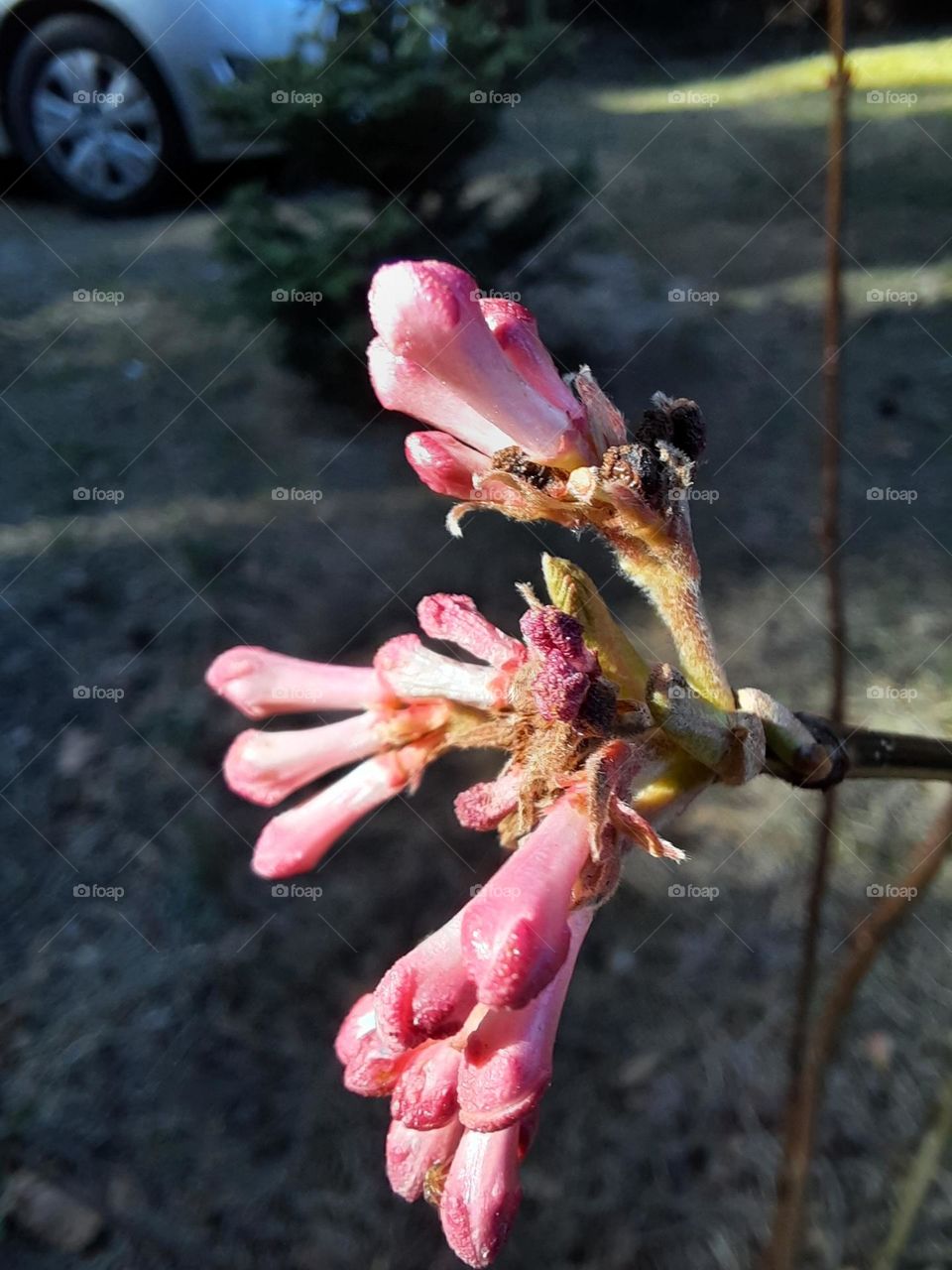 pink viburnum flowers