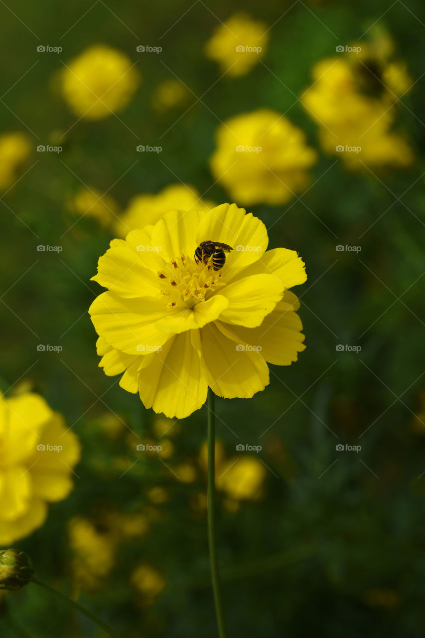 bee and flowers